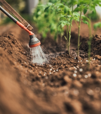 A red and black sprinkler spraying water onto the soil next to a row of green plants. 