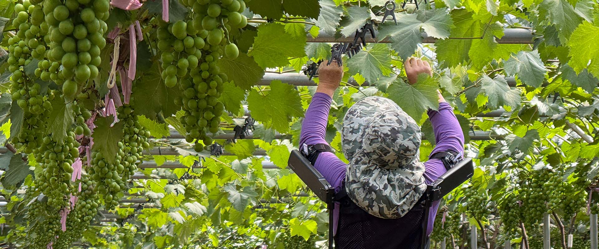 Hyundai Motor and Kia collaborate with Korea’s Rural Development Administration to revolutionize agricultural practices through wearable robot, X-ble Shoulder.