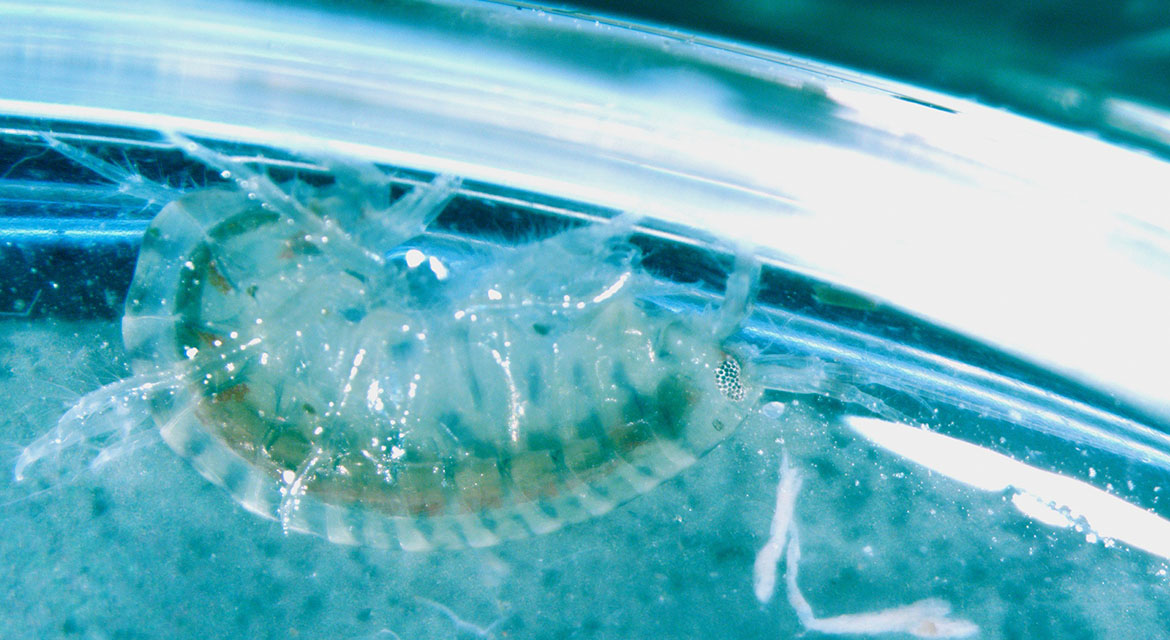 HMG-RISD Partnership