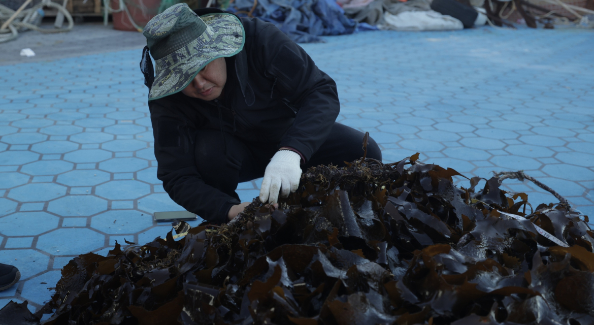 Hyundai Motor has been restoring seaweed forests in Ulsan since 2024 under agreements with Korea's Ministry of Oceans and Fisheries, the Korea Fisheries Resources Agency and Ulsan Metropolitan City