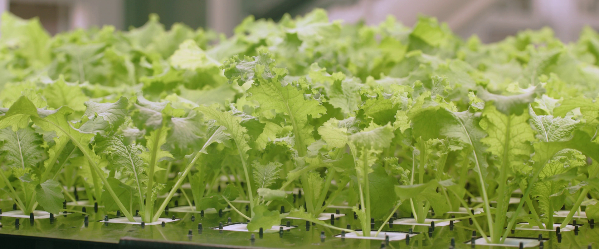 Inside the Robot-Run Farm Feeding  Singapore’s Families in Need